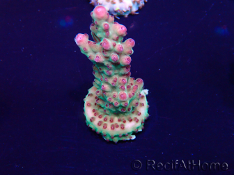 WYSIWYG Acropora granulosa 15F1 Mariculture acclimaté led