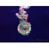 WYSIWYG Acropora Mariculture acclimaté led