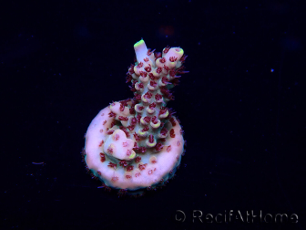 WYSIWYG Acropora15F5 Mariculture acclimaté led