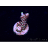 WYSIWYG Acropora15F5 Mariculture acclimaté led