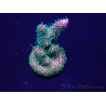 WYSIWYG Acropora Australia aclimatada LED