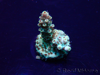 WYSIWYG Acropora Marikultur akklimatisiert LED