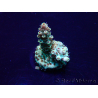 WYSIWYG Acropora Marikultur akklimatisiert LED