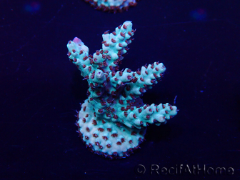 WYSIWYG Acropora 15G3 Mariculture acclimaté led