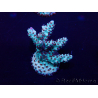 WYSIWYG Acropora 15G3 Mariculture acclimaté led