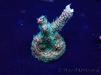 WYSIWYG Acropora Australia aclimatado led