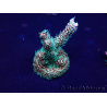 WYSIWYG Acropora Australia acclimated LED