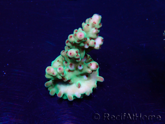 WYSIWYG Acropora granulosa 15G11 Mariculture acclimaté led
