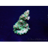 WYSIWYG Acropora granulosa 15G11 Mariculture acclimaté led