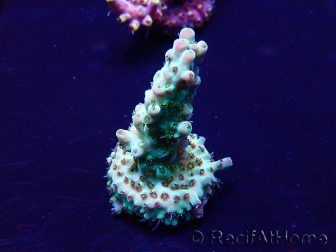 WYSIWYG Acropora 15H8 Mariculture acclimated LED