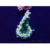 WYSIWYG Acropora 15H8 Mariculture acclimaté led