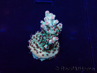 WYSIWYG Acropora Marikultur akklimatisiert LED
