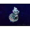 WYSIWYG Acropora Marikultur akklimatisiert LED