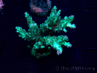 WYSIWYG Acropora Marikultur akklimatisiert LED