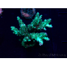WYSIWYG Acropora 15I8 Mariculture acclimaté led
