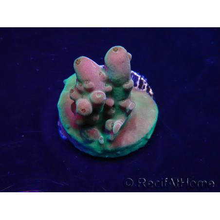 WYSIWYG Acropora spathulata Maricultuur geacclimatiseerd LED