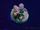 WYSIWYG Acropora spathulata Maricoltura acclimatata a LED