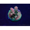 WYSIWYG Acropora spathulata Maricultuur geacclimatiseerd LED