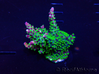 WYSIWYG AcroporaMariculture acclimaté led