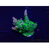 WYSIWYG AcroporaMariculture acclimaté led
