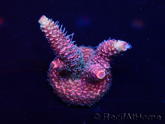 WYSIWYG Acropora 15J5 Mariculture acclimaté led