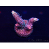 WYSIWYG Acropora Marikultur akklimatisiert LED