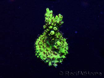 WYSIWYG Acropora Maricultura aclimatado LED