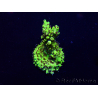 WYSIWYG Acropora Mariculture acclimaté led