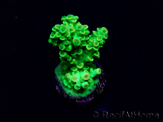 WYSIWYG Acropora Marikultur akklimatisiert LED
