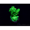 WYSIWYG Acropora tenuis Mariculture acclimaté led