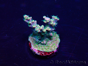 WYSIWYG Acropora tenuis Maricultura aclimatado led