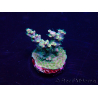 WYSIWYG Acropora Marikultur akklimatisiert LED