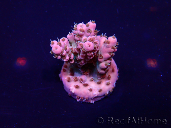 WYSIWYG Acropora 15L2 Mariculture acclimaté led