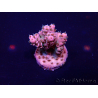 WYSIWYG Acropora 15L2 Mariculture acclimaté led