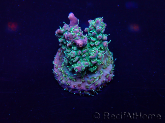 WYSIWYG Acropora Maricoltura acclimatata a led