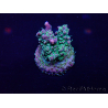 WYSIWYG Acropora Maricultura aclimatada LED