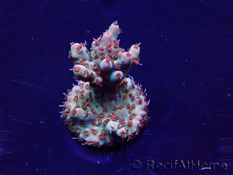 WYSIWYG Acropora akklimatisiert LED