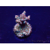 WYSIWYG Acropora 15L9 Mariculture acclimaté led