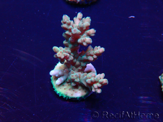 WYSIWYG Acropora Maricoltura acclimatata a LED