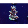 WYSIWYG Acropora 15L10 Mariculture acclimaté led