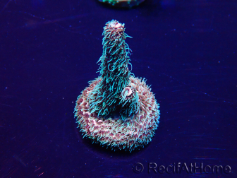 WYSIWYG Acropora millepora15M2 Mariculture acclimaté led