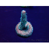 WYSIWYG Acropora millepora15M2 Mariculture acclimaté led