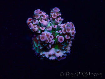 WYSIWYG Acropora acclimaté led