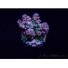 WYSIWYG Acropora akklimatisiert LED