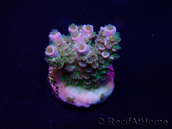 WYSIWYG Acropora Mariculture acclimated LED