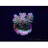 WYSIWYG Acropora Maricultura aclimatada led