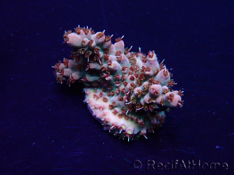 WYSIWYG Acropora Mariculture acclimaté led