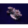 WYSIWYG Acropora Mariculture acclimaté led