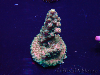 WYSIWYG Acropora 15N10 Mariculture acclimaté led