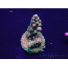WYSIWYG AcroporaMaricoltura acclimatata LED
